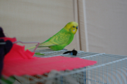 グリーンのセキセイインコです