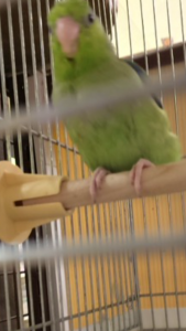 ライアです、