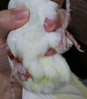 鳥の病気 病院 オカメインコの足について とりっち インコなど鳥の日本最大級sns