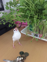 豆苗大好き！