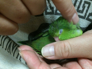 挿し餌から育てたので　手の中で寝ます♪