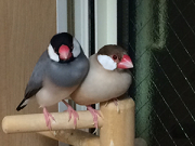 左の桜文鳥です。