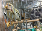 出して〜　かまって〜