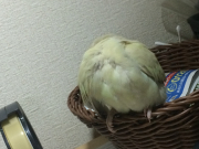 まばらに抜けてる胸羽毛