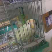 厳冬期の換羽は少しきつそう