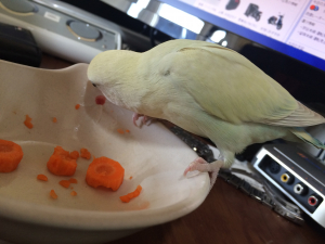 人参もこの通りモリモリ食べてはいます
