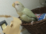 紙切りも丁寧かつ上手に