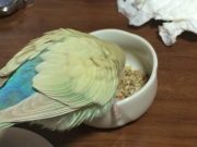 成鳥の皮付餌を食べるピノ