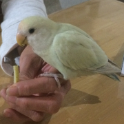 林檎の味も覚えた