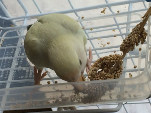 おやつの粟穂を啄ばむピノ