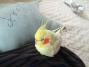 全体