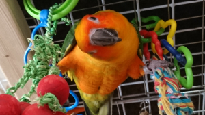 パーフェクトインコ