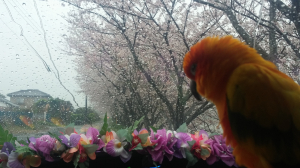 今日の車内からの雨の花見