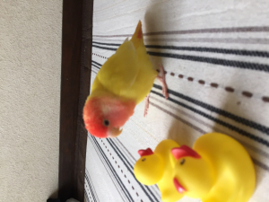小桜のサクラたんです
