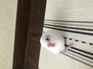 マメルリハの小梅ちゃんです