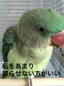 ゴゴゴゴ… 怒ると顔がヤバイ