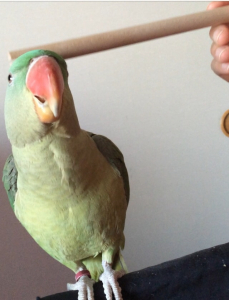 棒でナデナデなら多少OKにw