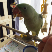 オオホンセイのルーシーです
