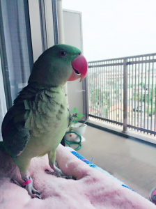 タオルに乗るは慣れました！