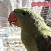 オオホンセイインコちゃん♀