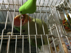 インコ型キーライトも好き