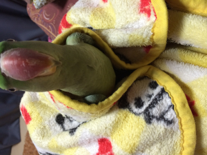 毛布で巻き巻き