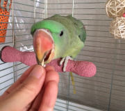 手からおやつ