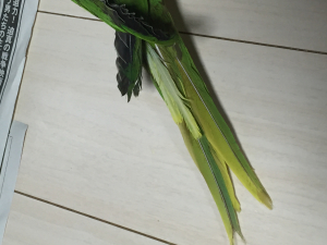 生え変わり中のニラ