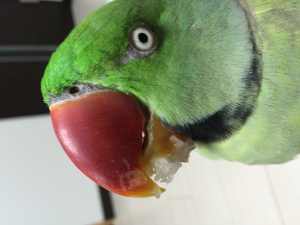 梨を食べた後の顔です！