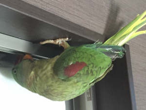 飛び疲れましたアピールw