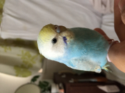 最近の写真です。