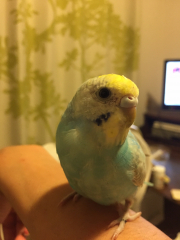 この子です