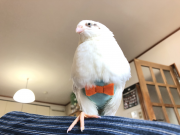 トリトレットⓇ専属モデル、うずらのてんちゃん♂です