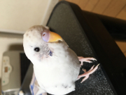 白ハルクインのちーたんです！