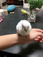 豆苗がだいすきです(^^♪