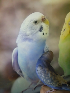 YouTubeの中のインコちゃんがお友達！