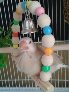 ブランコにもしっかり乗れました