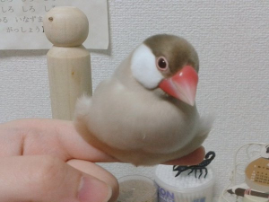 手の上でおもちー