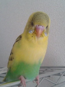 ラックの上でウトウト