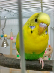 お鼻の周りは白いですがツルツルです
