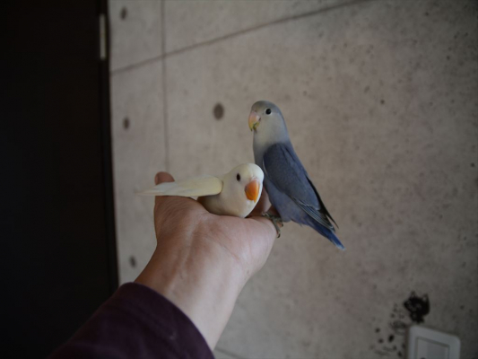 鳥の雑談 挨拶 コザクラインコちゃんを飼いたいのですが とりっち インコなど鳥の日本最大級sns