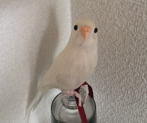 初めて見た人は、生きてると間違えてます