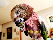 ひまり