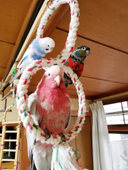 コル＆アンク＆モナン　