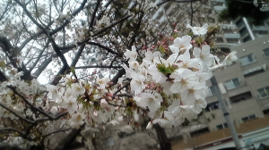 桜がきれいでした☆