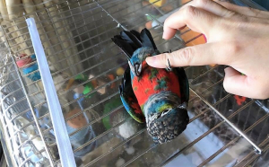 自分でコロン☆彡