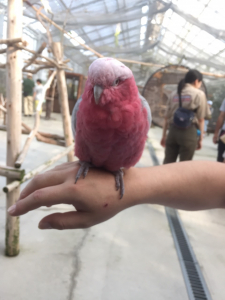 お名前は？と聞くと「リンゴちゃん！」