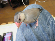 嘴はピンク色になりました。