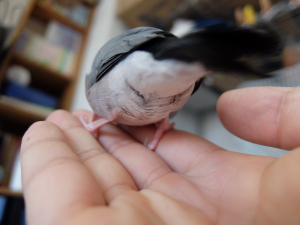 オチリ
