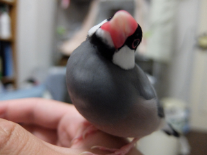 愛鳥週間！！